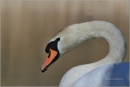 <p>Labuť velká (Cygnus olor) –--- /Mute schwan – Höckerschwan/</p>